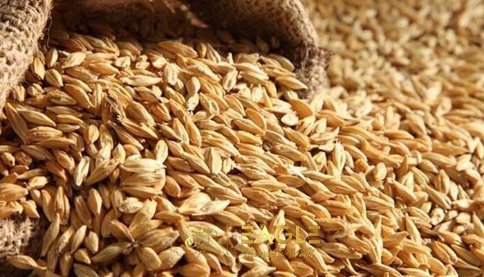 الحكومة تقر خطة لشراء القمح والشعير