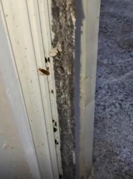 الغذاء والدواء تغلق مخبزًا في أحد المولات لوجود حشرات