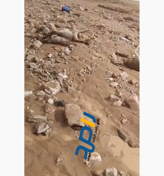 فقدان 100 راس من الاغنام في محافظه الطفيلة