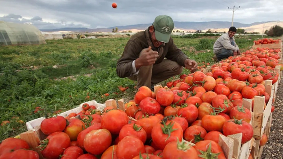 الحكومه توقف تصدير البندوره لكافه المقاصد