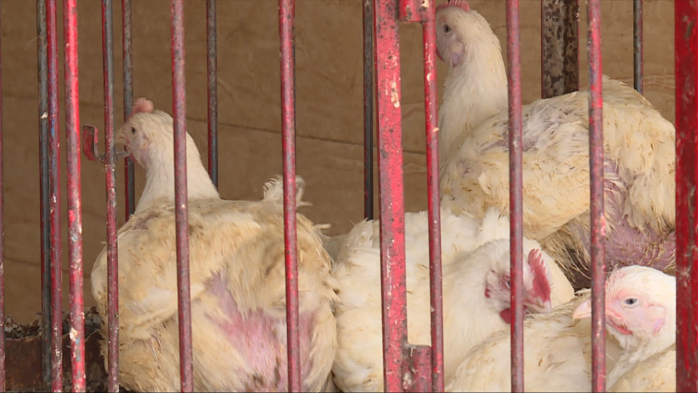 مستثمرو الدواجن يؤكدون استقرار اسعار الدواجن رغم ارتفاع تكاليف الشحن