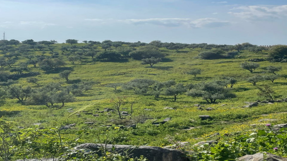 المزار الشمالي: هطول الامطار يدعم القطاع الزراعي