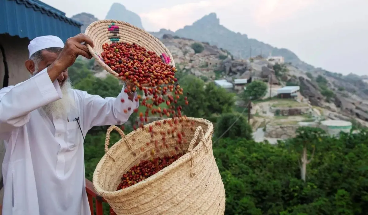 السعودية للقهوة تتسلم قيادة مركز جازان للبن خطوة نحو العالمية