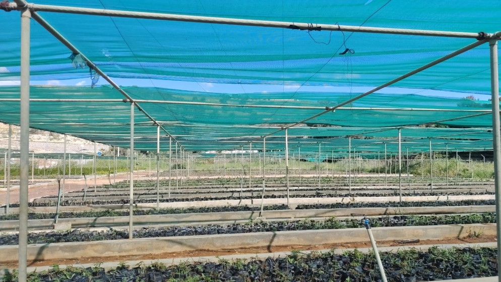 مشتل فيصل الزراعي يرفع الإنتاج بتقنيات حديثة