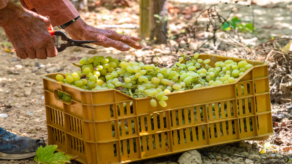 وزير الزراعة الصادرات الزراعية تسجل رقما قياسيا