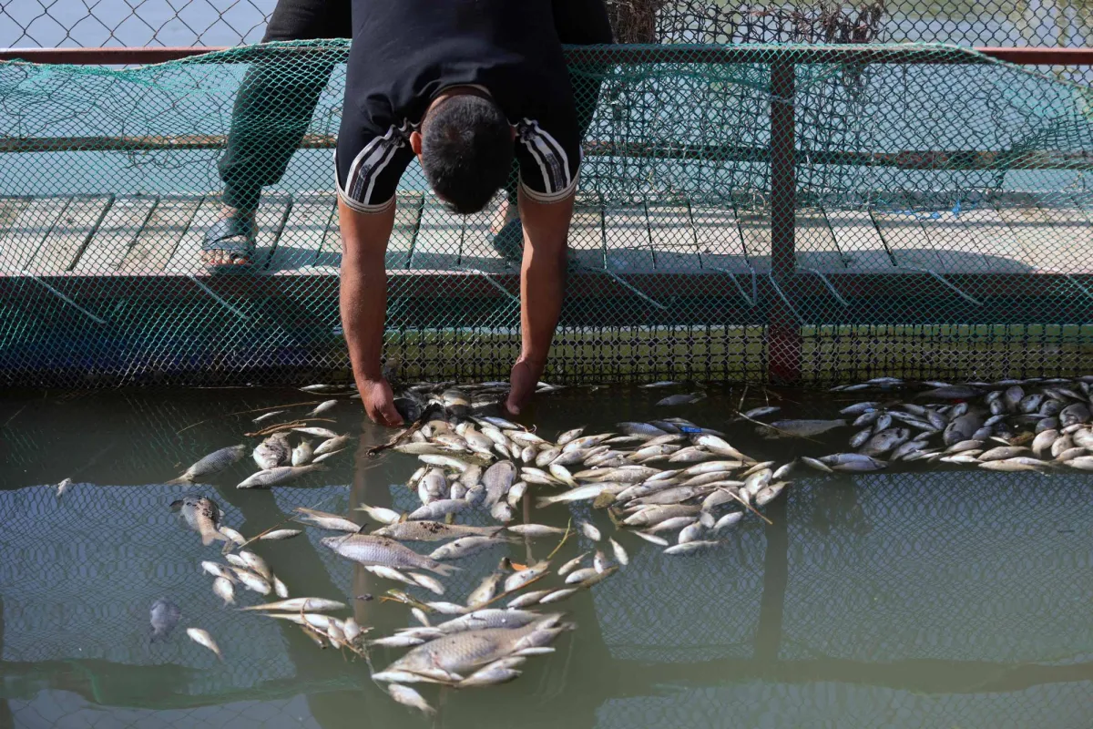 نفوق اطنان اسماك بالعراق بسبب تلوث المياه