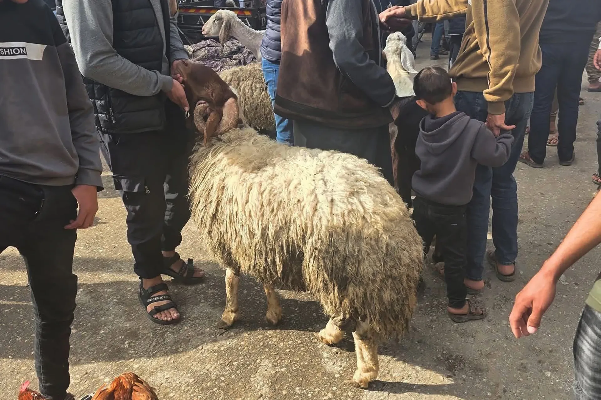 اسعار الاضاحي تصدم سكان غزة في العيد