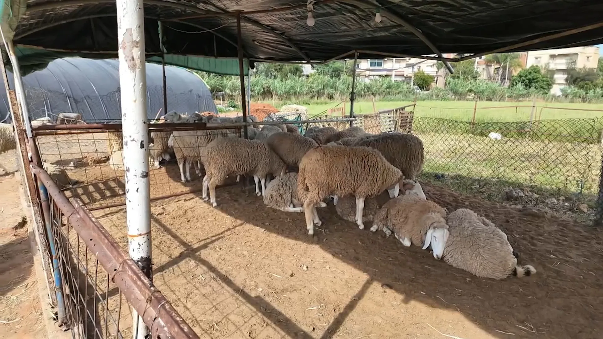 اسعار الاضاحي في الجزائر: الحكومة تواجه الغلاء بالاستيراد ومنصة رقمية