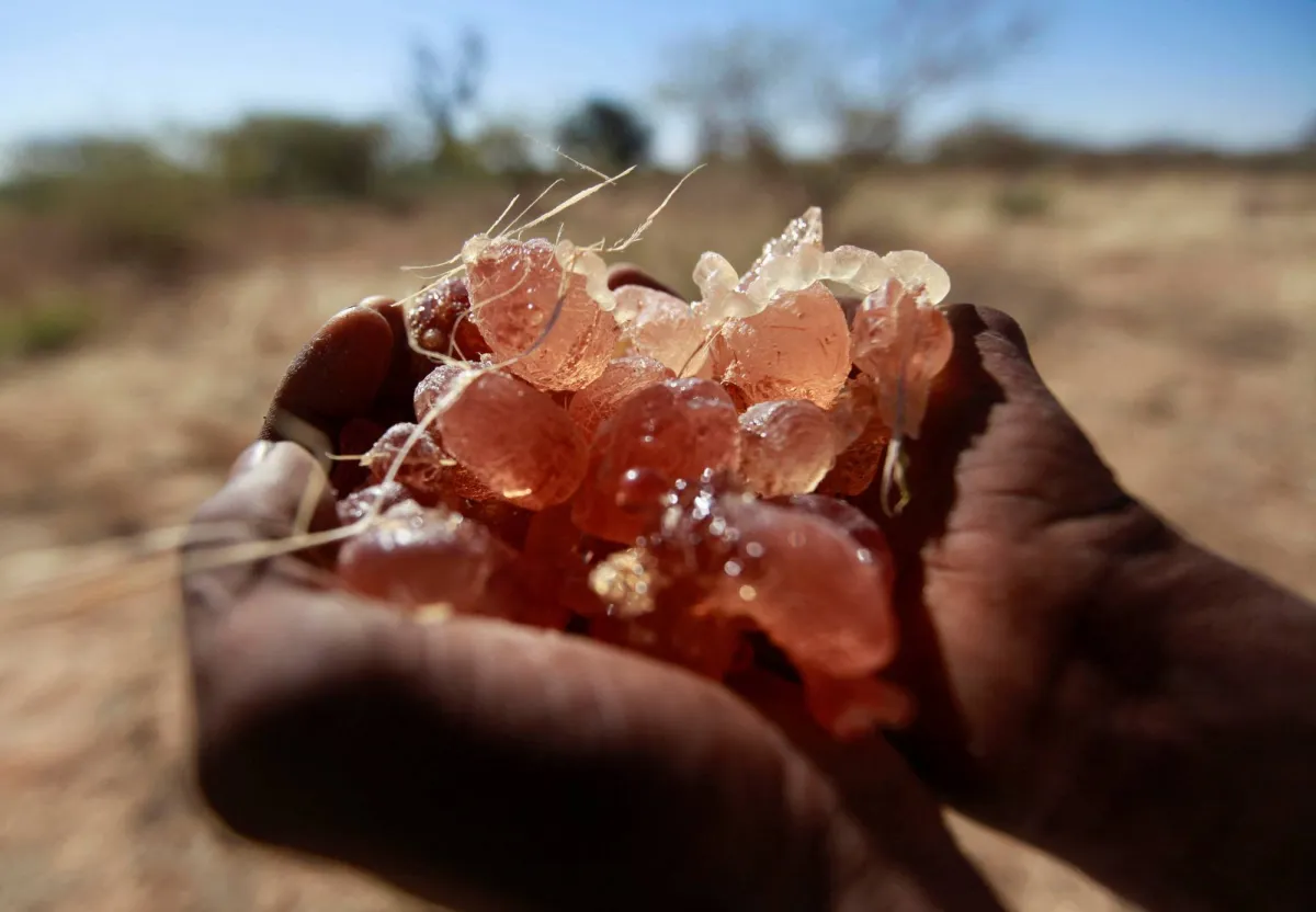 الامم المتحدة تحذر من تمويل تجارة الصمغ العربي للحرب في السودان
