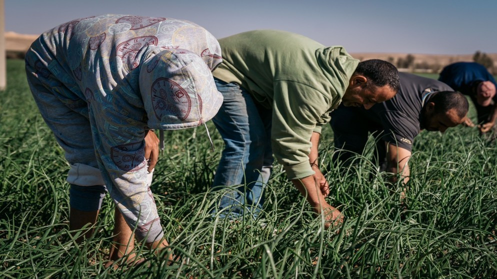 وزارة العمل تحسم الجدل حول تمديد مهلة توفيق اوضاع العمالة المخالفة