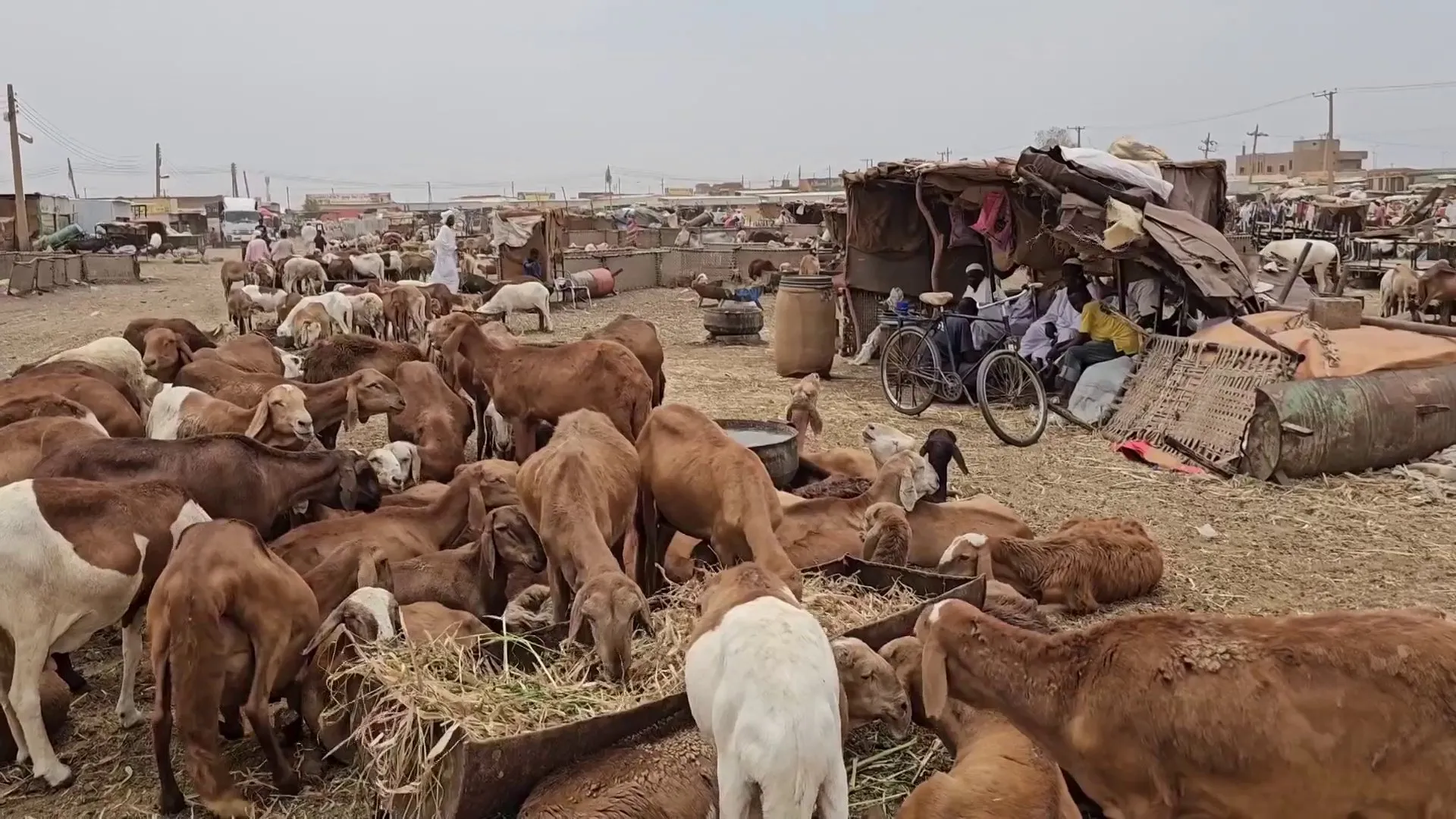 عودة الحياة الى سوق قندهار للماشية في السودان