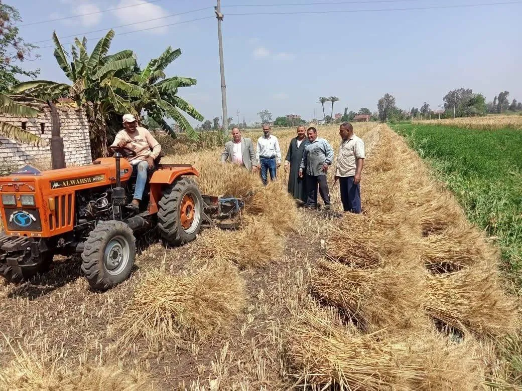 تطورات توريد القمح المحلي في مصر ومستهدفات الانتاج الحكومي