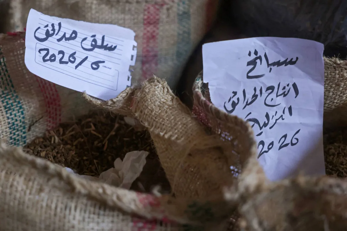 بنك بذور القرارة في غزة بارقة امل لاحياء القطاع الزراعي المدمر