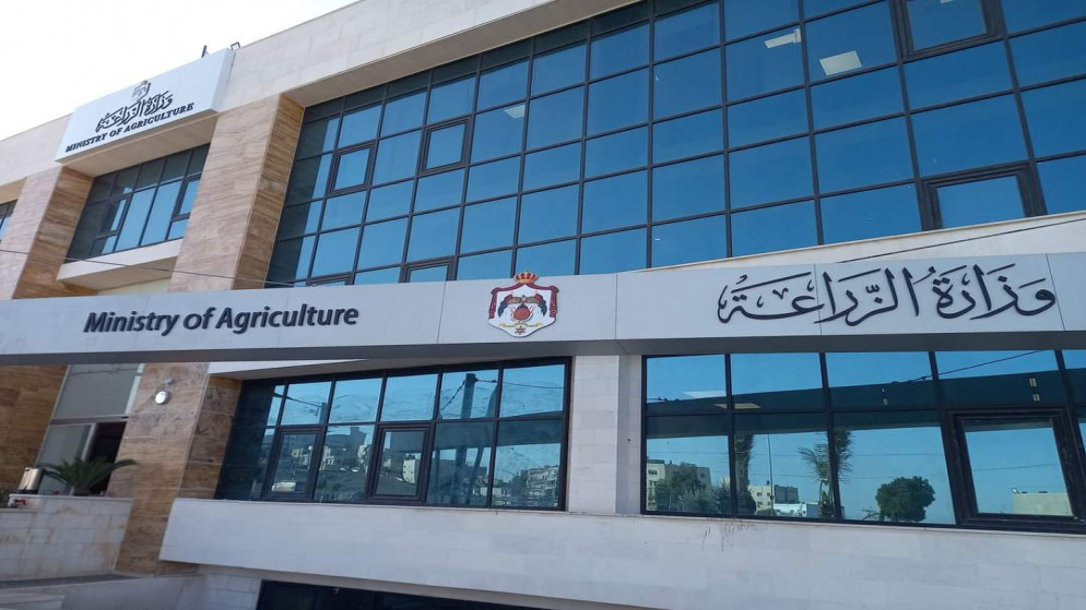 البترا عاصمة للزيتون الاردني في خطوة لتعزيز السياحة والزراعة