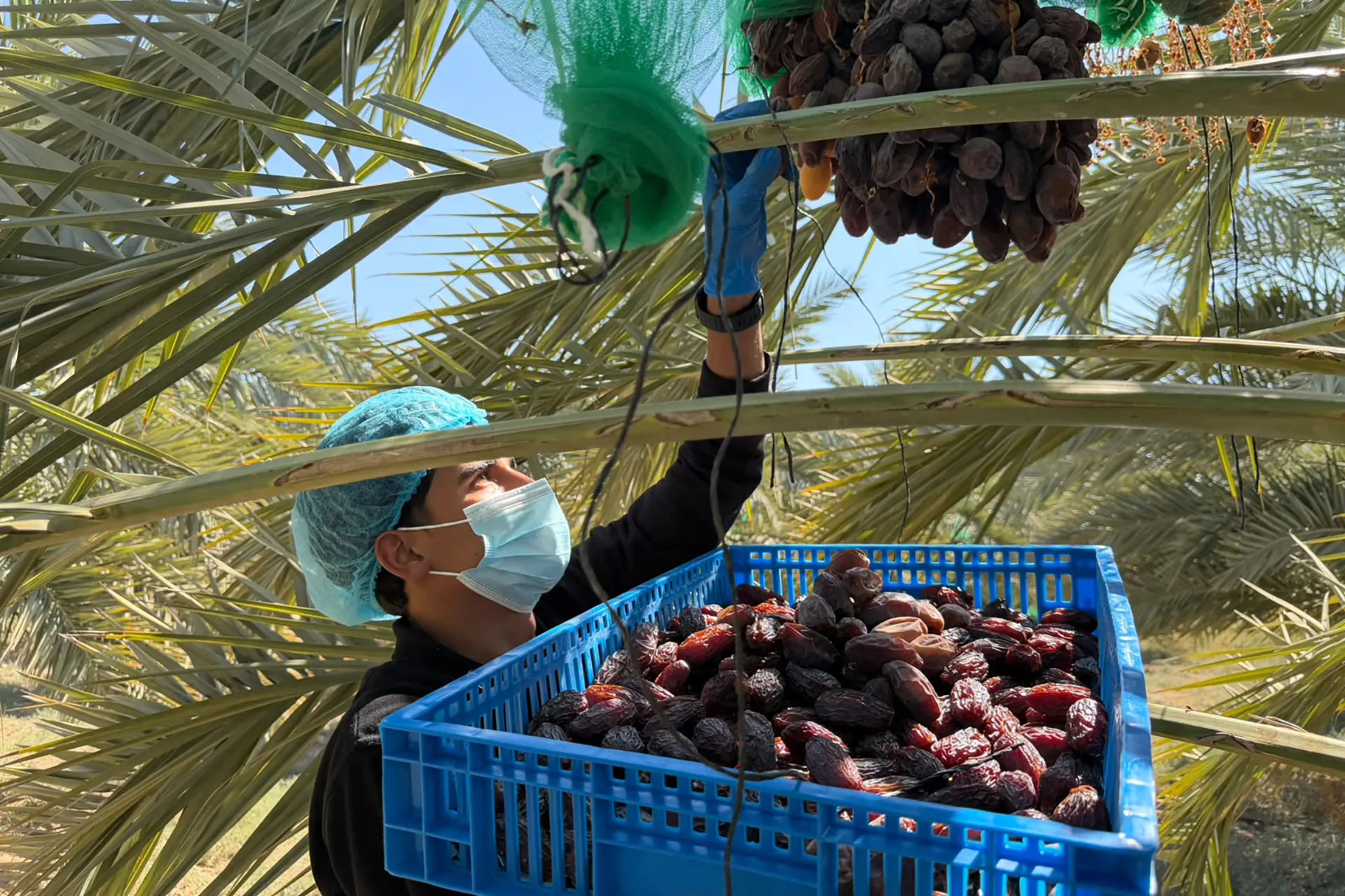 رحلة تمر المجهول الاردني من مزارع الاغوار الى الاسواق العالمية