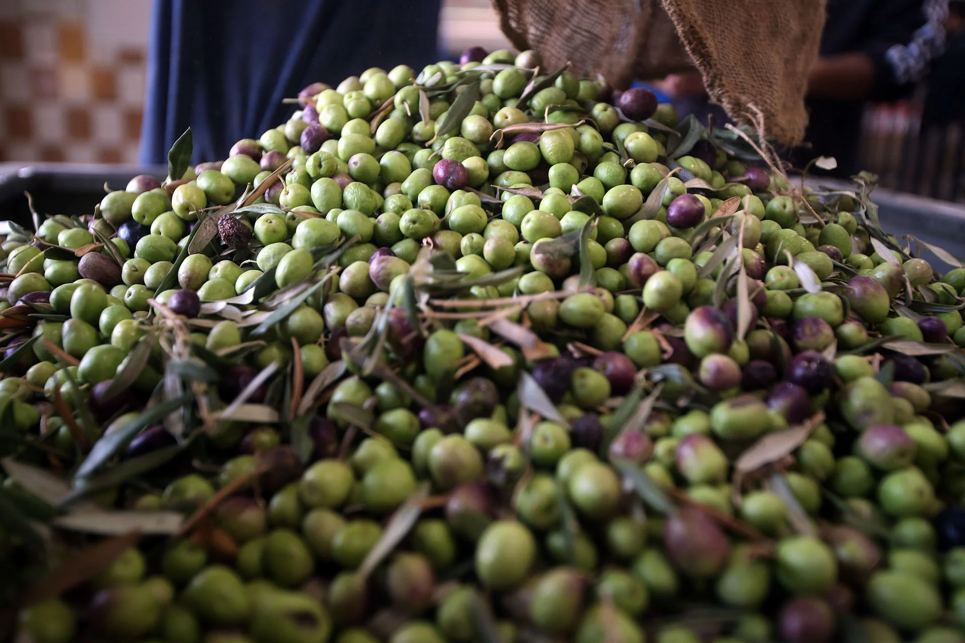 وزارة الزراعة الاردنية تؤكد وفرة انتاج زيت الزيتون ولا حاجة للاستيراد